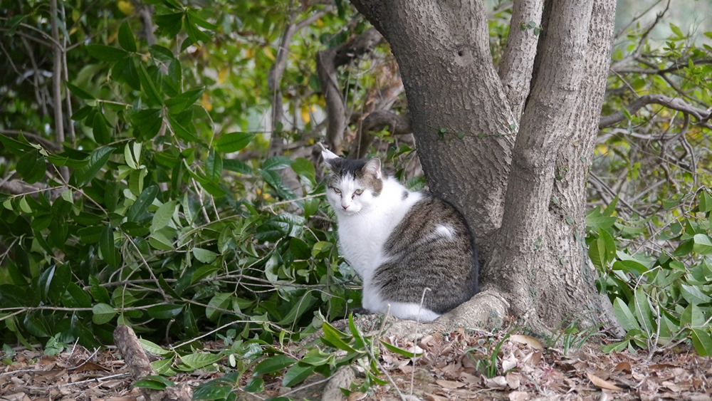 猫の行動を理解して探す方法