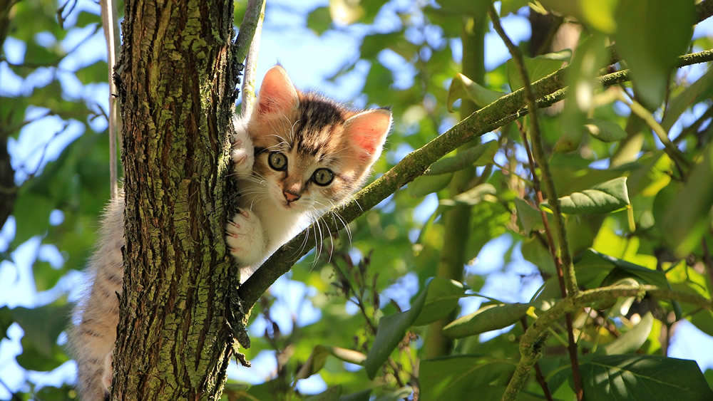 迷子猫探偵とは？